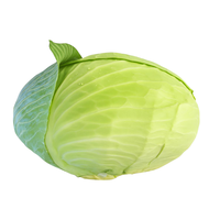 Turşuluk Lahana Adet